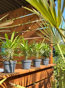 Exotisme, Pépinière, Conseil personnalisé Exotisme, Pépinière, Conseil personnalisé