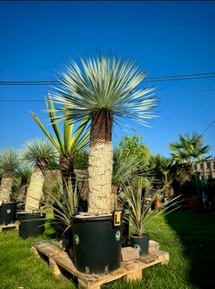 Exotisme, Pépinière, Conseil personnalisé Exotisme, Pépinière, Conseil personnalisé