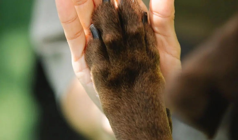 Éducation canine positiv, Séance gratuite chien Brabant wallon, Relation homme-chien Éducation canine positiv, Séance gratuite chien Brabant wallon, Relation homme-chien