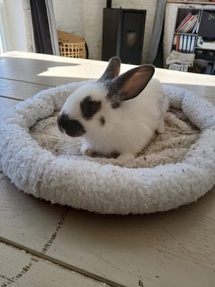 Médiation animale, Bien-être émotionnel, Ressourcement Médiation animale, Bien-être émotionnel, Ressourcement