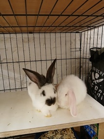 Médiation animale, Bien-être émotionnel, Ressourcement Médiation animale, Bien-être émotionnel, Ressourcement