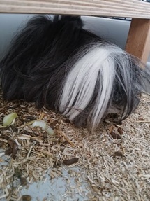 Médiation animale, Bien-être émotionnel, Ressourcement Médiation animale, Bien-être émotionnel, Ressourcement