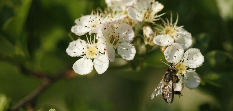 Biodiversité, Plantation, Wallonie Biodiversité, Plantation, Wallonie