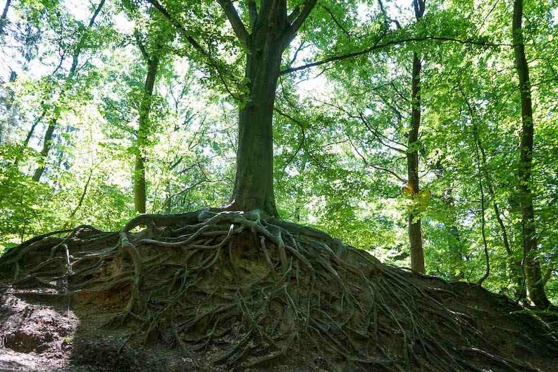 Reconnexion, Lenteur, Nature Reconnexion, Lenteur, Nature