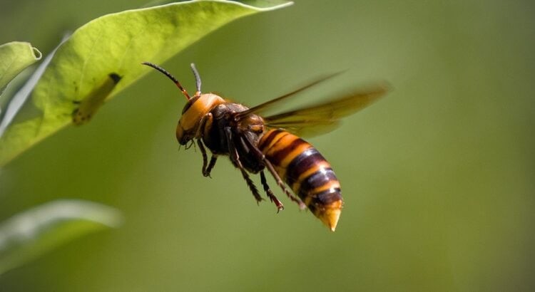 Frelons asiatiques Brec’h, Piégeage reines frelons, Protection abeilles Morbihan