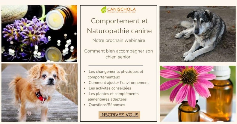 Complicité homme-chien, Éducation canine bienveillante, Formation comportementale Complicité homme-chien, Éducation canine bienveillante, Formation comportementale