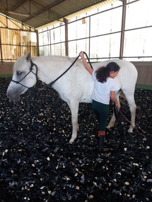 Équitation éthologique, Apprentissage progressif, Relation enfant-animal Équitation éthologique, Apprentissage progressif, Relation enfant-animal
