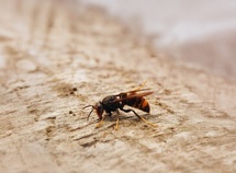 Frelon asiatique, Citoyens mobilisés, Biodiversité