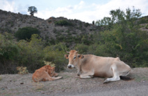 Voyage : La Corse... Voyage : La Corse...