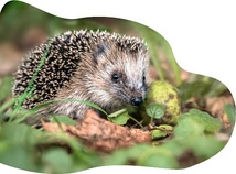 Biodiversité, Engagement citoyen, Écosystèmes Biodiversité, Engagement citoyen, Écosystèmes