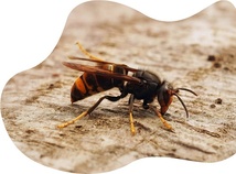 Biodiversité, Engagement citoyen, Écosystèmes Biodiversité, Engagement citoyen, Écosystèmes