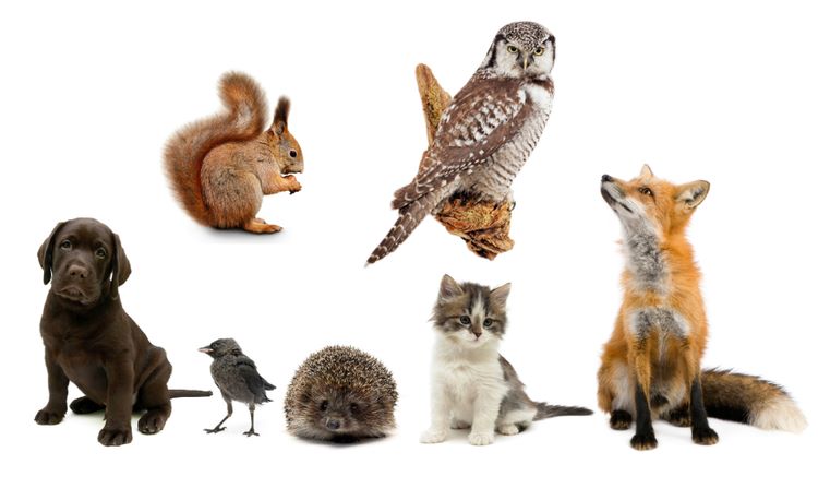 Animaux, Nivelles, Bien-être