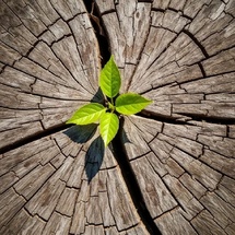 Deuil, PNL, Résilience Deuil, PNL, Résilience