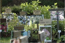 Plantes, Jardin, Nature