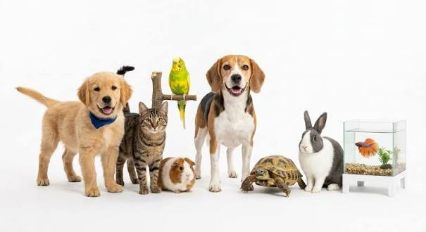Corbais : une journée pour célébrer le bien-être animal