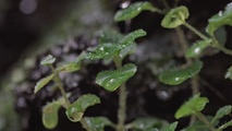 « La Sagesse de nos Arbres » : le documentaire qui pousse comme un jardin s’arrête à Wavre et à Lasne « La Sagesse de nos Arbres » : le documentaire qui pousse comme un jardin s’arrête à Wavre et à Lasne