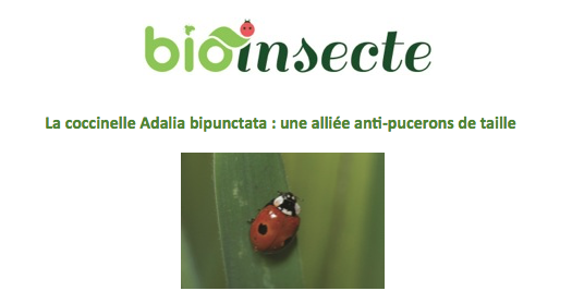 La coccinelle Adalia bipunctata : une alliée anti-pucerons de taille