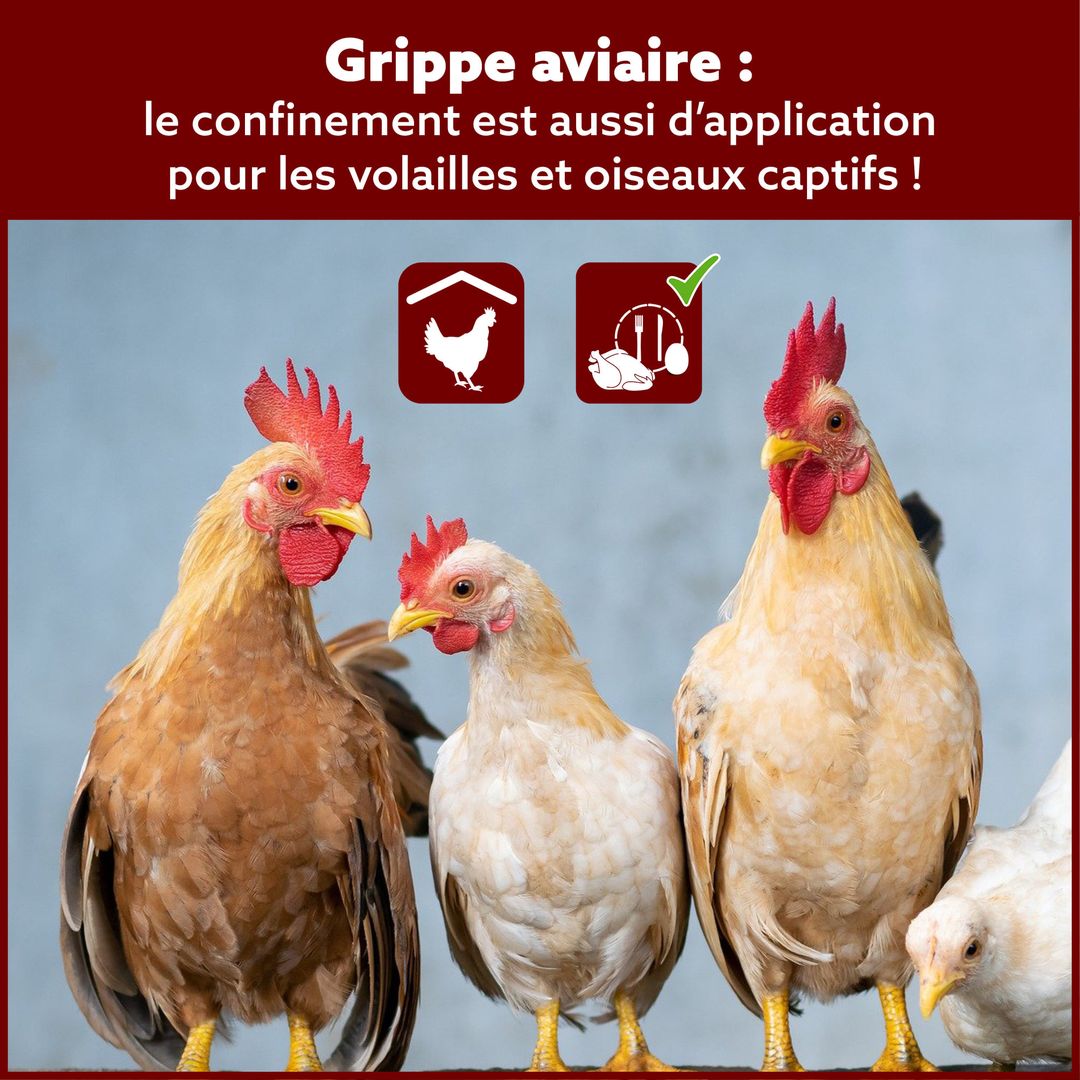 LA GRIPPE AVIAIRE EST ARRIVÉE EN BELGIQUE : PROTÉGEZ VOS VOLAILLES !
