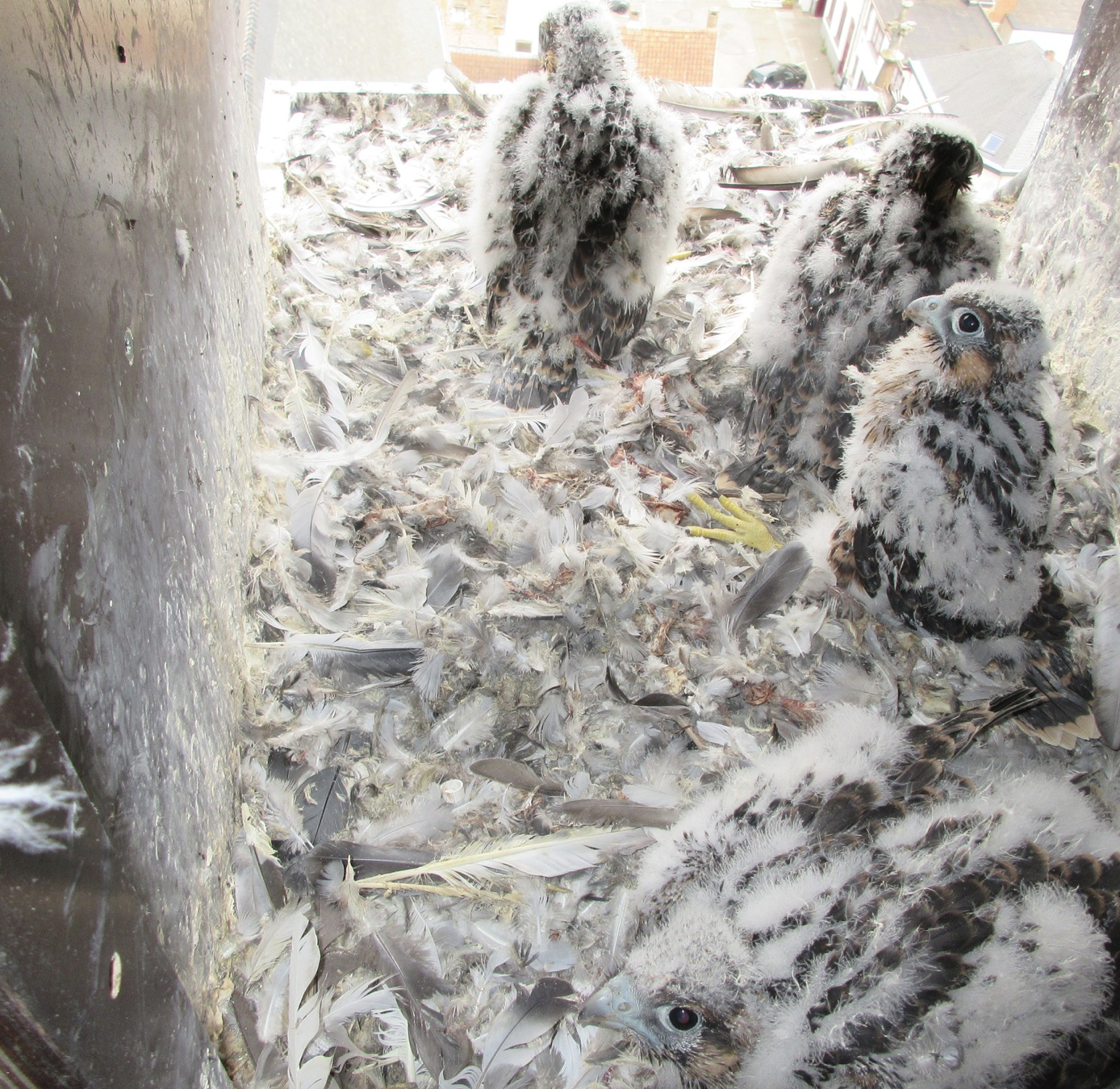 Mignonnerie du jour : 4 petits faucons pèlerins sont nés à Wavre