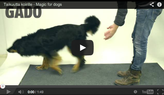 Réactions de chiens face à la magie !