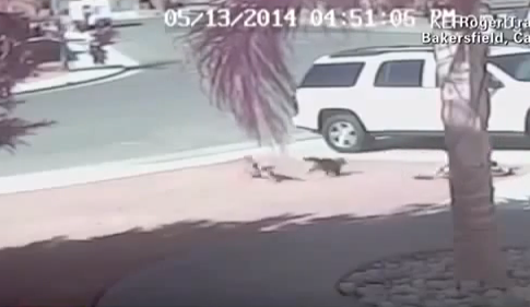 Vidéo BUZZ ! Un chat sauve un enfant d'une attaque de chien !