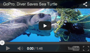 Incroyable vidéo d'une tortue de mer et d'un plongeur !