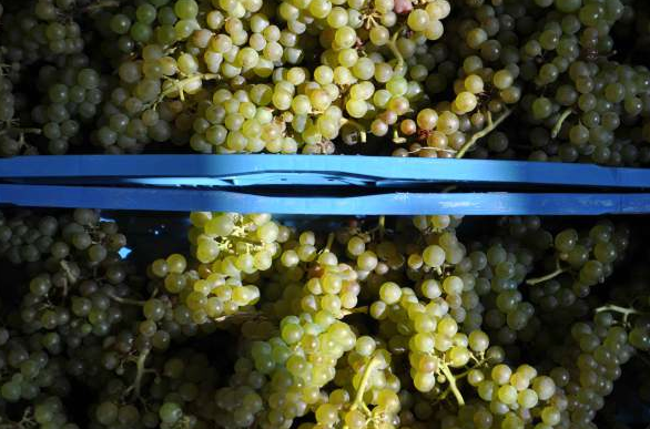 Le vignoble de Genval porte ses fruits !