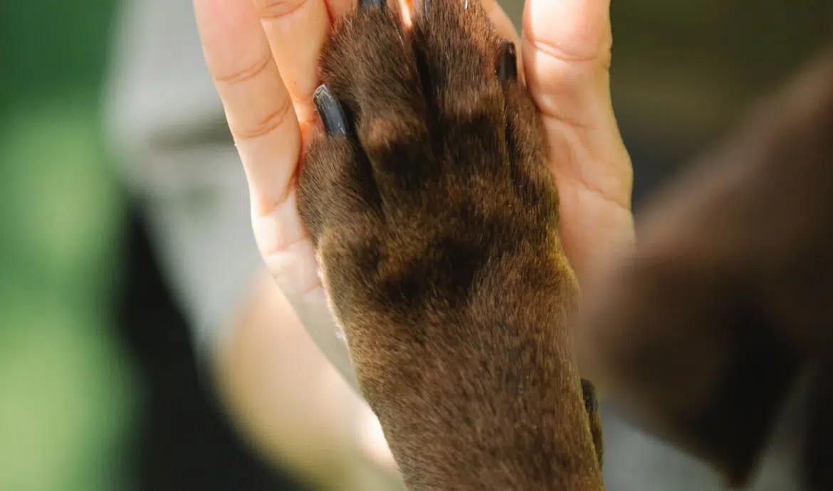 Éducation canine positiv, Séance gratuite chien Brabant wallon, Relation homme-chien