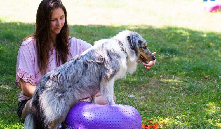Complicité homme-chien, Éducation canine bienveillante, Formation comportementale