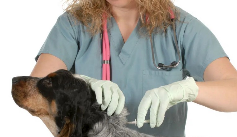 Complicité homme-chien, Éducation canine bienveillante, Formation comportementale