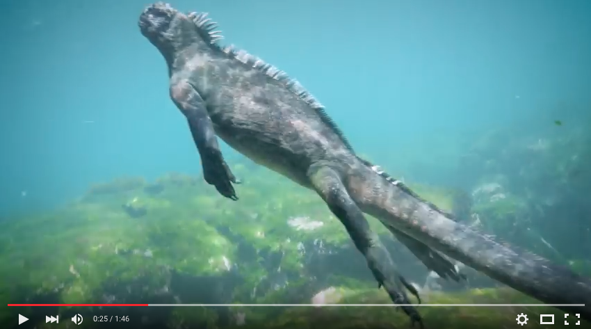 Incroyable Iguane en plongée ! A voir absolument !
