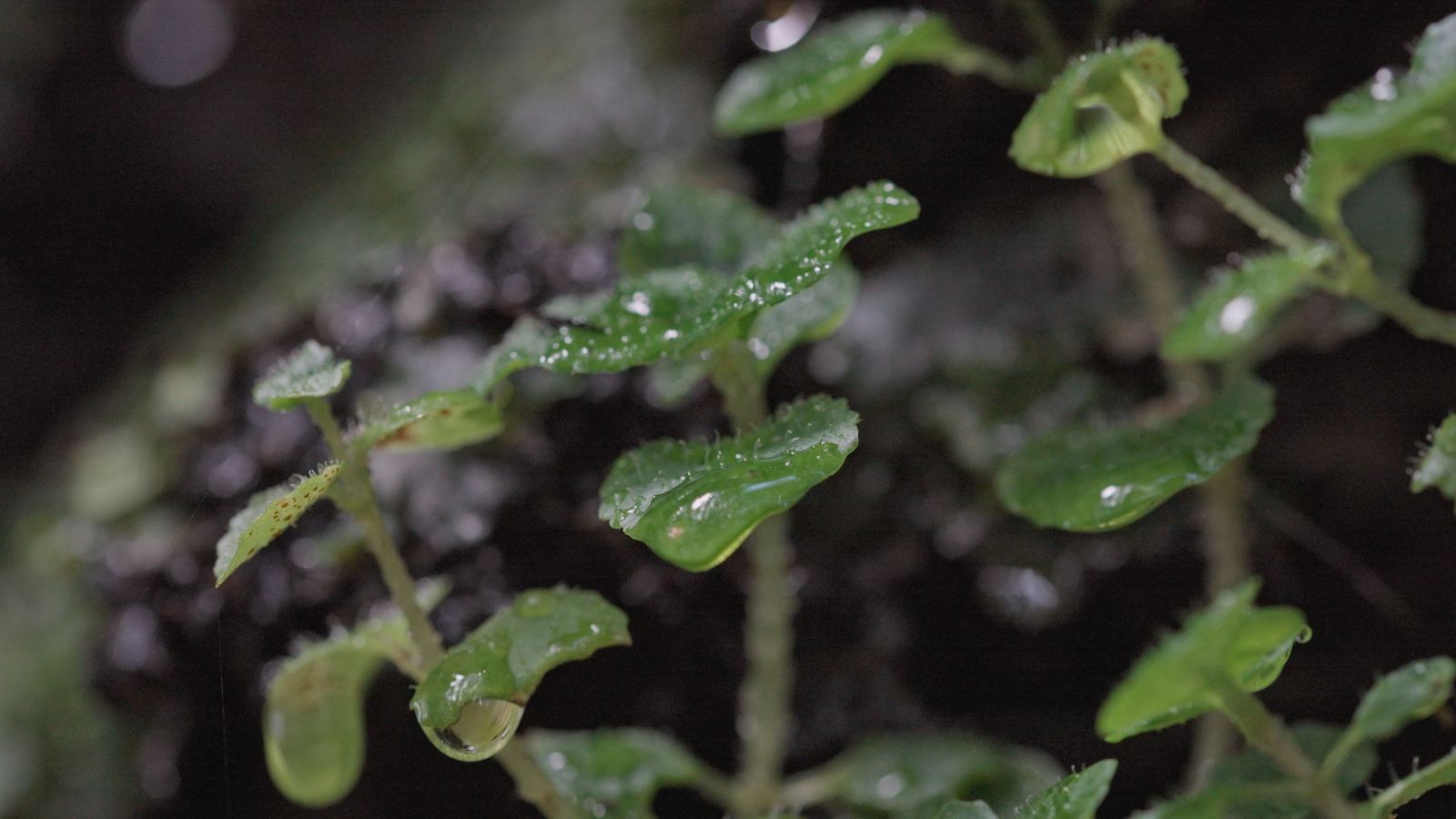 « La Sagesse de nos Arbres » : le documentaire qui pousse comme un jardin s’arrête à Wavre et à Lasne
