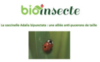 La coccinelle Adalia bipunctata : une alliée anti-pucerons de taille