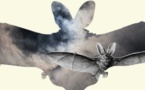 Nivelles : Nuit de la chauve-souris