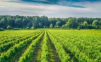 Nivelles : Vendanges au Domaine du Chapitre