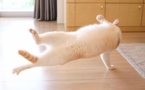 Humour : Le chat dansant