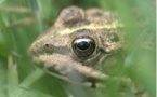 Migration de batraciens