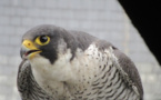 Mignonnerie du jour : 4 petits faucons pèlerins sont nés à Wavre