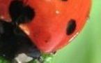 Wavre : Laché de coccinelles !