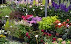 Foire Horticole de Wavre : Un festival floral en plein cœur de la ville