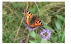 Recensement des papillons de jardin : les premiers résultats - Encore une bonne année pour les papillons !