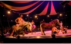 Sous le chapiteau de la révolte : « D’Or et de Sang », un cirque équestre qui bouscule les codes