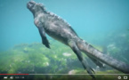 Incroyable Iguane en plongée ! A voir absolument !
