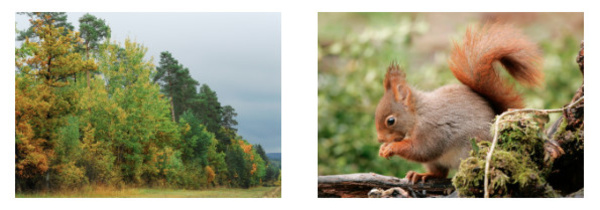 Qui veut brader la forêt wallonne ?