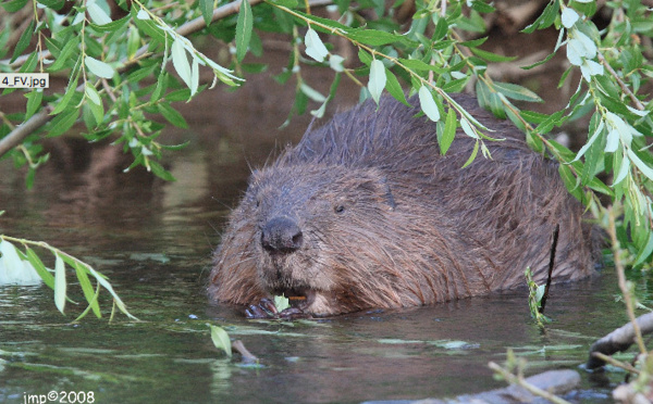 Super nouvelle : Walibi et Natagora trouvent une solution durable pour les castors !