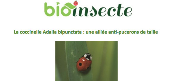 La coccinelle Adalia bipunctata : une alliée anti-pucerons de taille