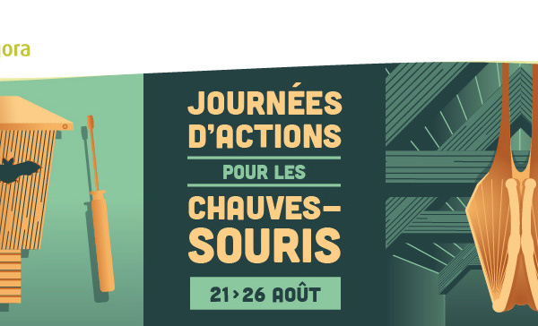 Natagora met les bouchées doubles pour protéger les reines de la nuit