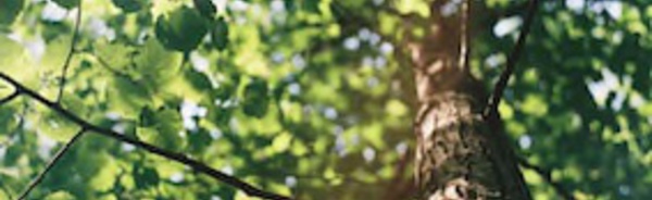 Important : Subventions à la plantation de haies, vergers et arbres en Wallonie.