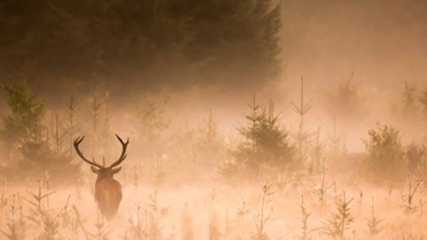 Exposition photo "Yellowstone" de Michel d'Oultremont