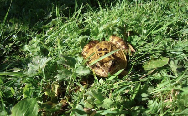 Brabant wallon nature : Opération Batraciens en cours dans l’entité nivelloise